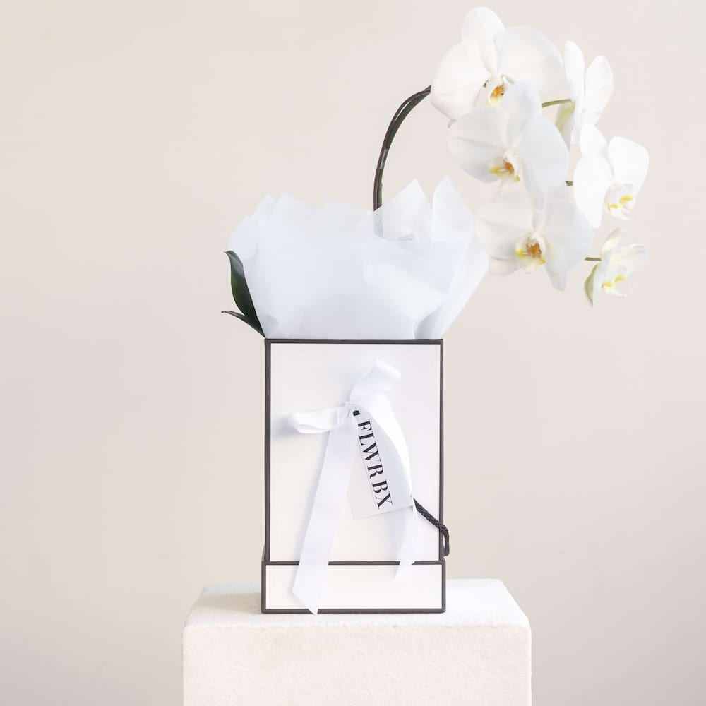 Phalaenopsis plant