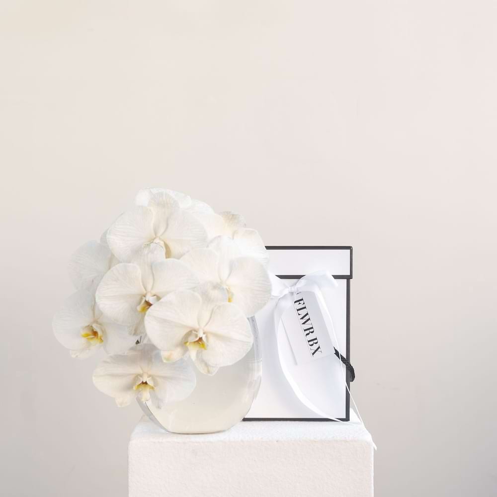 Phalaenopsis Orchid