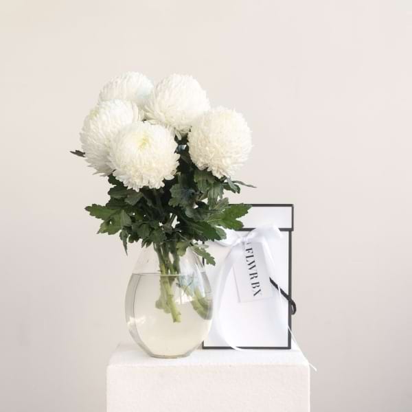 Disbud Chrysanthemum