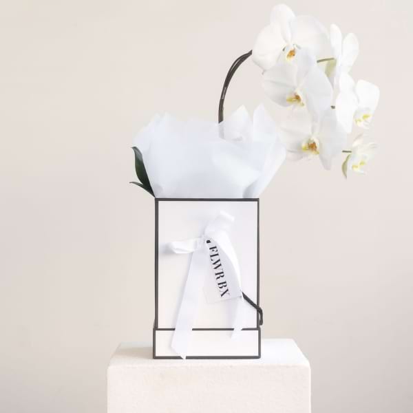 Orchid Plant 